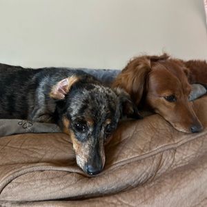 Meet your Posher, Faith